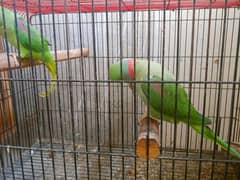 Kashmiri raw parrot100%breeder Pichhle Sal mere pass firsttime breeder