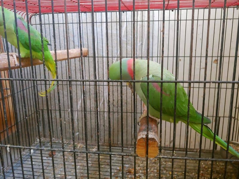 Kashmiri raw parrot100%breeder Pichhle Sal mere pass firsttime breeder 0