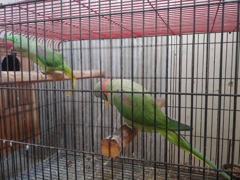 Kashmiri raw parrot100%breeder Pichhle Sal mere pass firsttime breeder 1