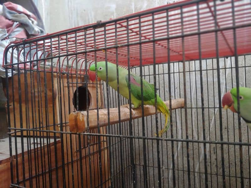 Kashmiri raw parrot100%breeder Pichhle Sal mere pass firsttime breeder 2