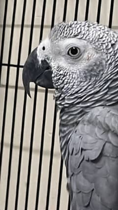 African Grey parrot pair