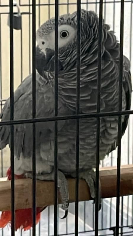 African Grey parrot pair 1