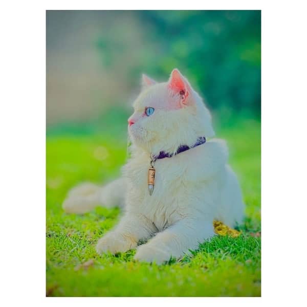 perchian cat available 10