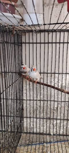 zebra finch mutation