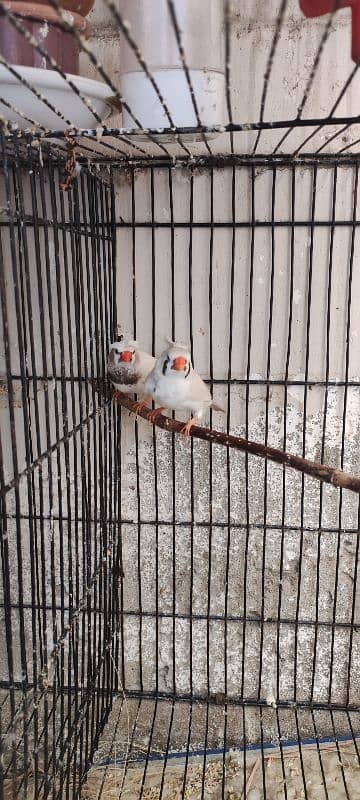 zebra finch mutation 0