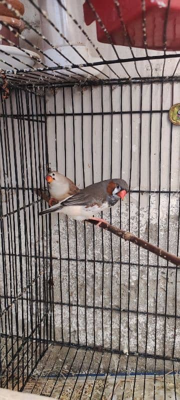 zebra finch mutation 1