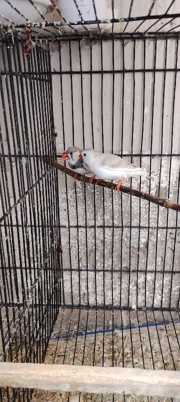 zebra finch mutation 2