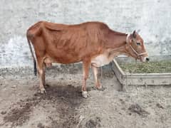 tokar cow for sell