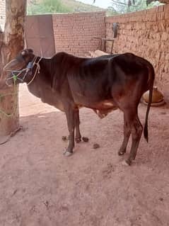 cow dono eid tak 2 dant ho janne hai abhe 2 dant ni hai