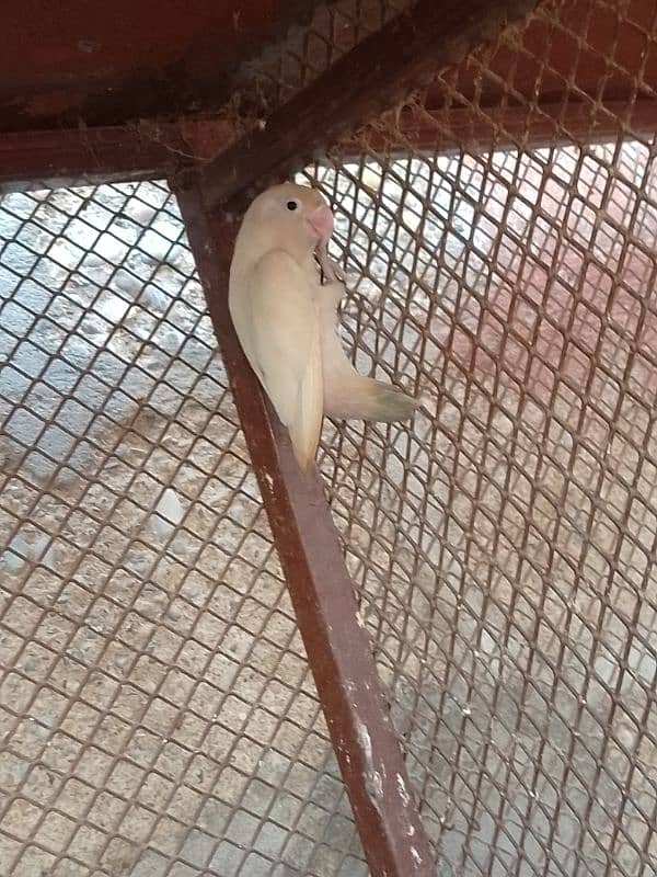 albino offline parrot for sale 0