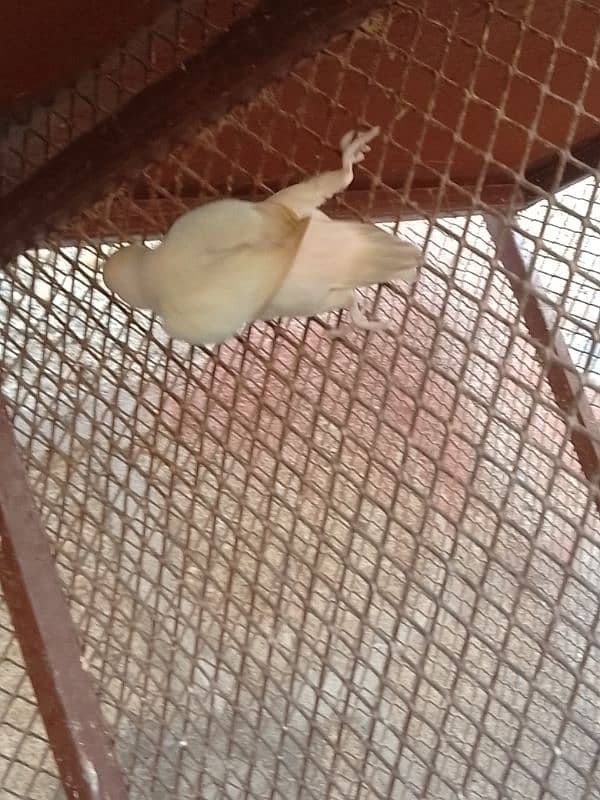 albino offline parrot for sale 1