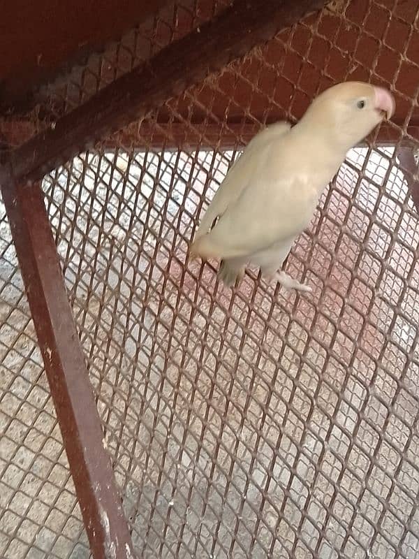 albino offline parrot for sale 2