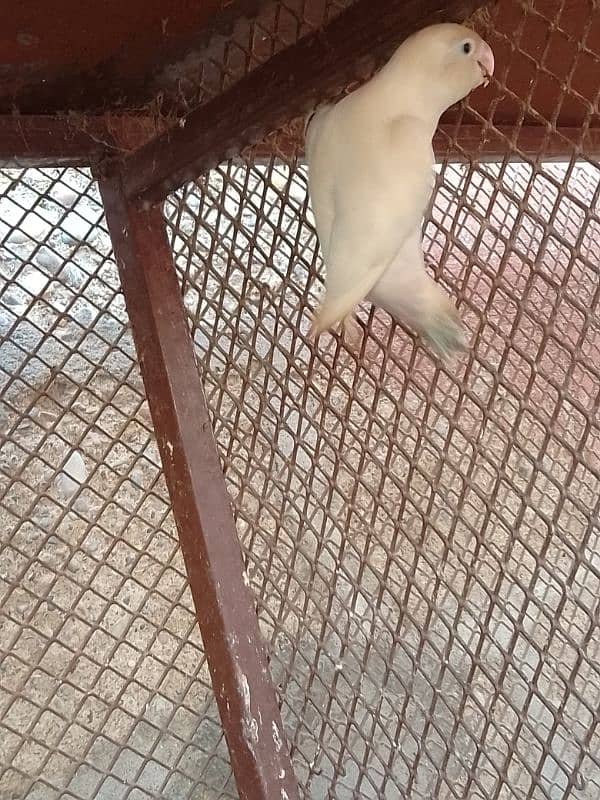 albino offline parrot for sale 3