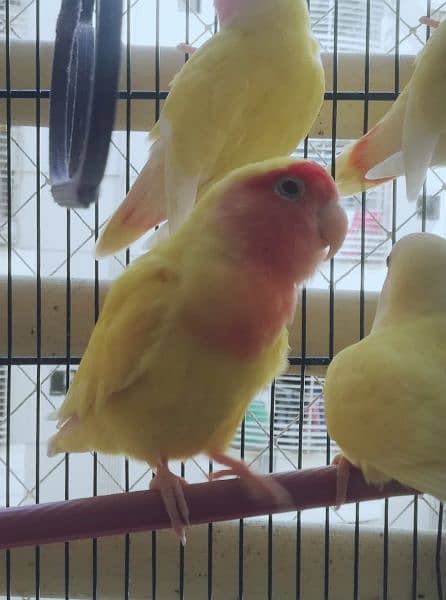 Lautino lovebirds 1 pair (adult) and 3 baby parrots with free cage (↓) 3