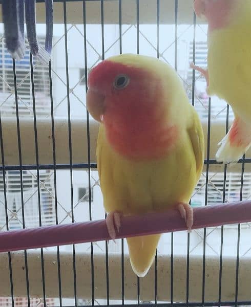 Lautino lovebirds 1 pair (adult) and 3 baby parrots with free cage (↓) 4