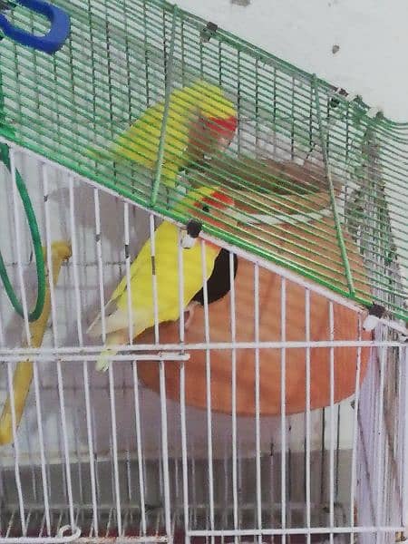 Lautino lovebirds 1 pair (adult) and 3 baby parrots with free cage (↓) 5