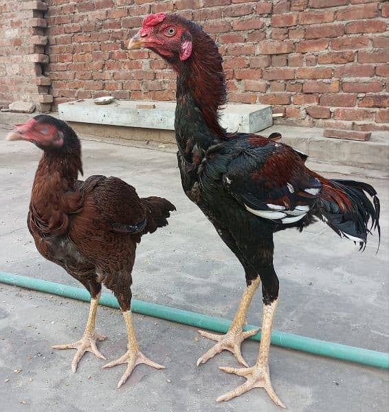 Aseel Pair | murgi | Murga  | Aseel for sale | pure aseel hen 0