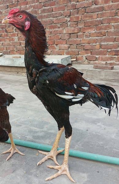 Aseel Pair | murgi | Murga  | Aseel for sale | pure aseel hen 1