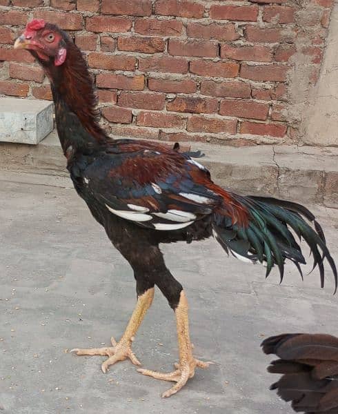 Aseel Pair | murgi | Murga  | Aseel for sale | pure aseel hen 2