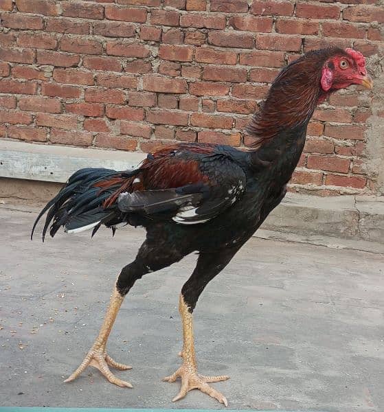 Aseel Pair | murgi | Murga  | Aseel for sale | pure aseel hen 3