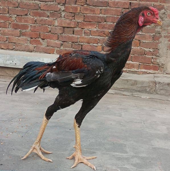 Aseel Pair | murgi | Murga  | Aseel for sale | pure aseel hen 4