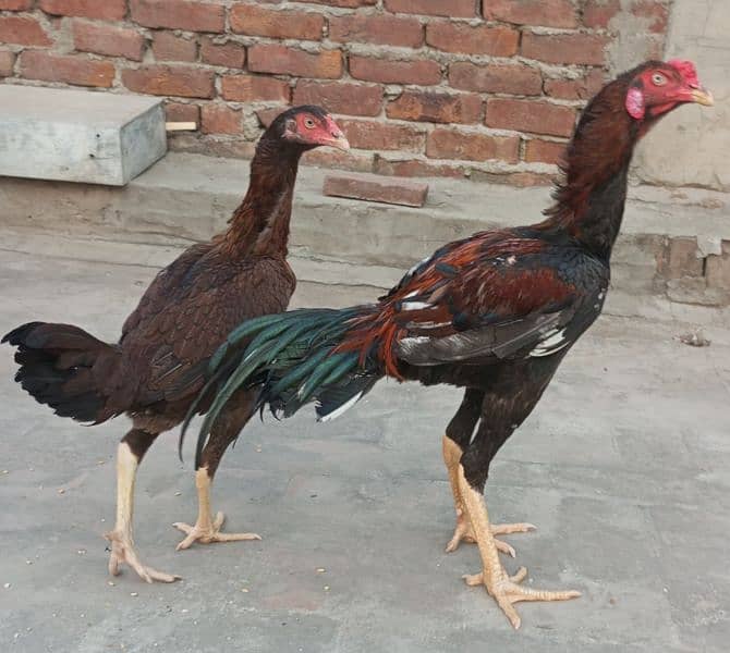 Aseel Pair | murgi | Murga  | Aseel for sale | pure aseel hen 5