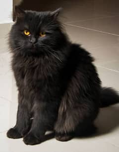 Persian cat