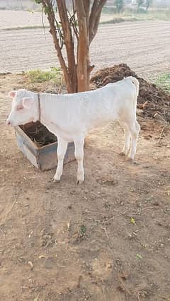 Jersey cow with Male calf