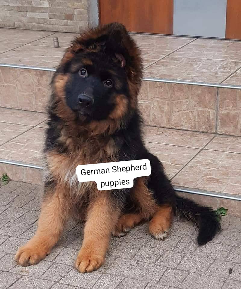 German Shepherd puppies 03258925354 1