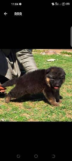 German Shepherd female two month for sale 0