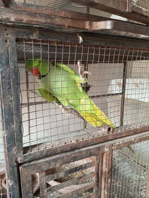 male parrots 1