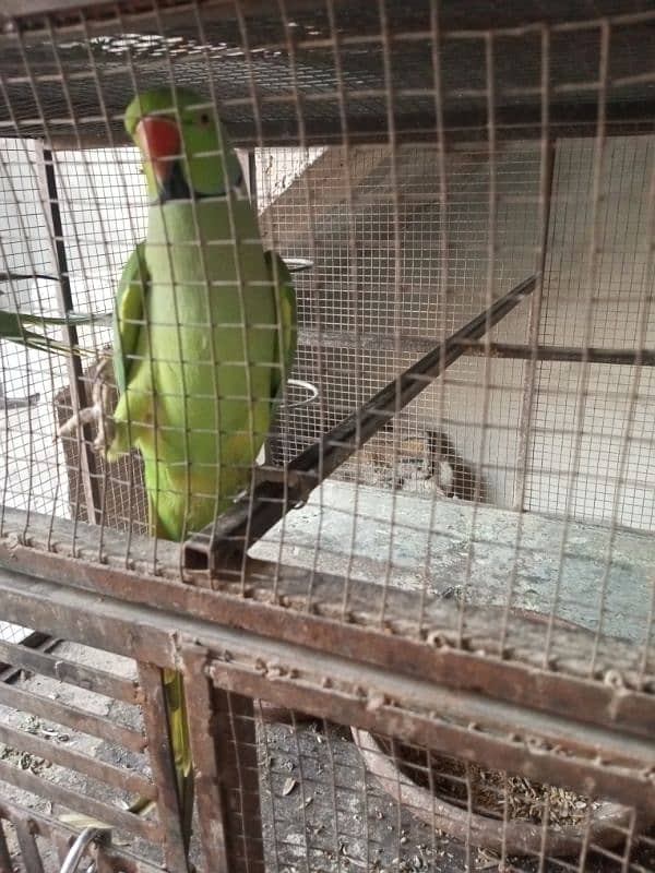 male parrots 2