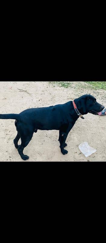 Labrador dog urgent sale 2