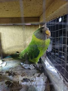 plum head parrot