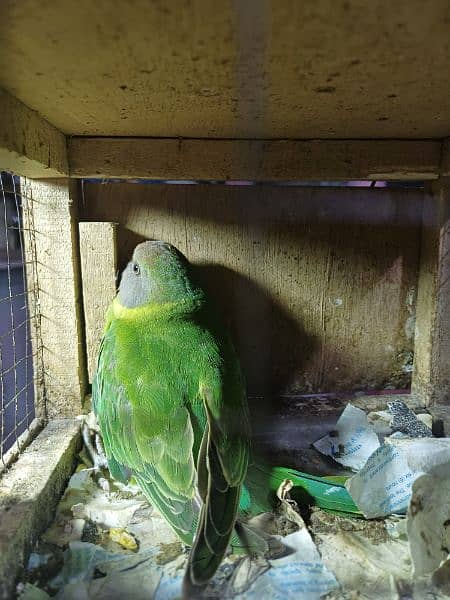 plum head parrot 2