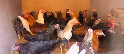 Golden misri hen /  Egg laying Desi hen and murga available in bulk