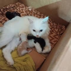 4 kittens for sale