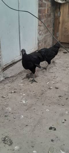 paper wite hera . ayam cemani gray