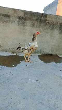 Pakistani Aseel Hens