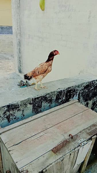 Pakistani Aseel Hens 1