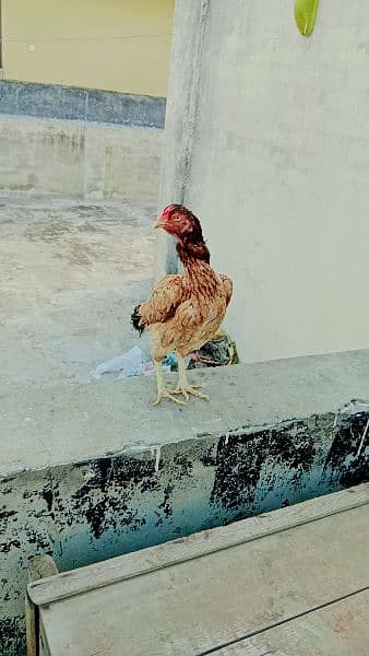 Pakistani Aseel Hens 2