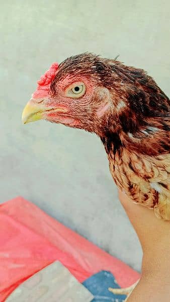 Pakistani Aseel Hens 3