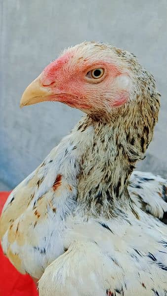 Pakistani Aseel Hens 4