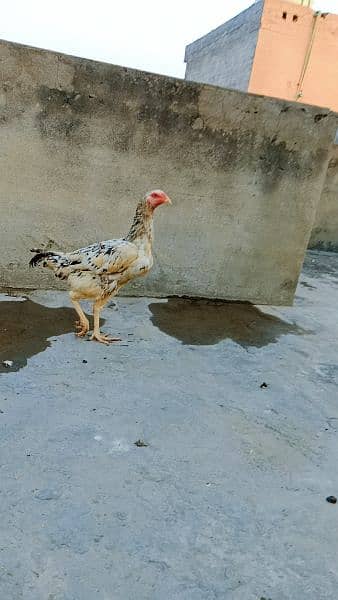 Pakistani Aseel Hens 5