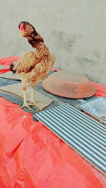 Pakistani Aseel Hens 6