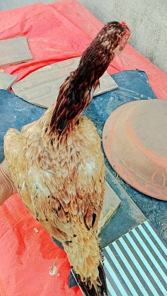 Pakistani Aseel Hens 7