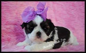 Shihtzu puppy available