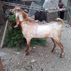 for sale makhi chinna breeder bakra