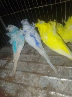 hogoromo budgies