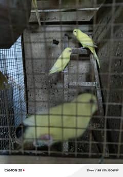 bajre parrots